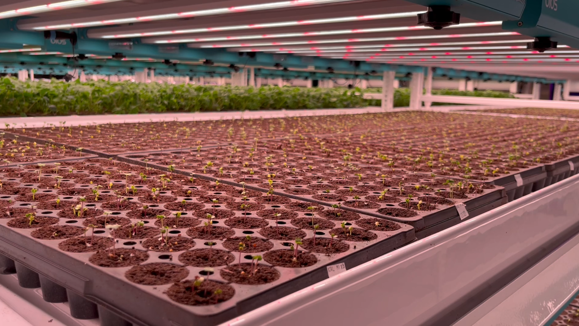 Photo of a hydroponic operation